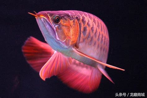 龍魚生病|魚生病了怎麼辦？5幾種常見的觀賞魚疾病